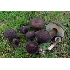 Мицелий Млечника древесинного / Млечник бурый (Lactarius lignyotus)